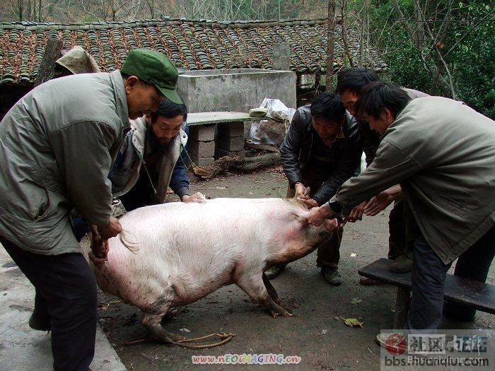 实拍农村杀猪全过程