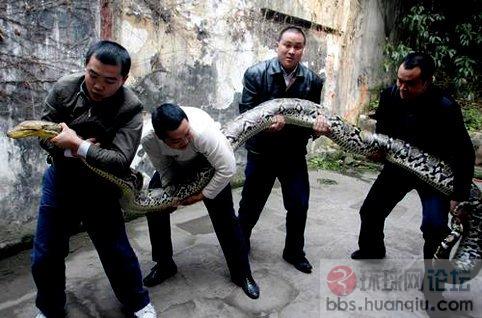 巨蟒被捉组图1.jpg
