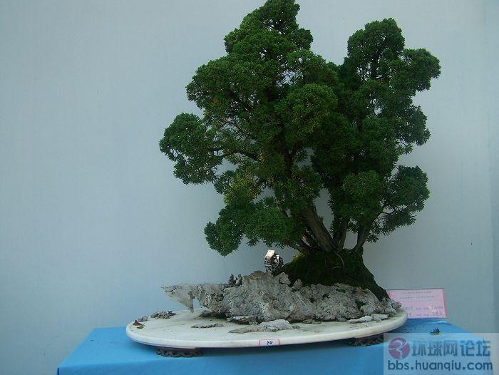 金奖悬崖式盆景图片世界 盆景 金奖集世界 盆景 展 ...