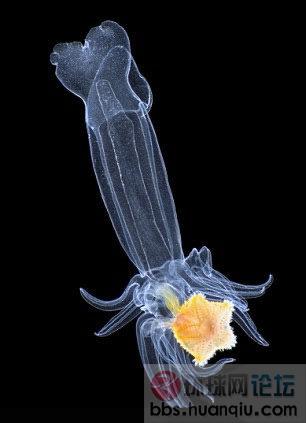 浮游生物.jpg