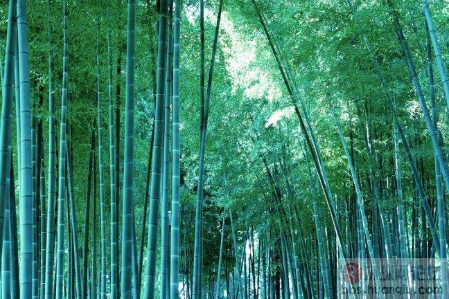 竹韵0.0.JPG