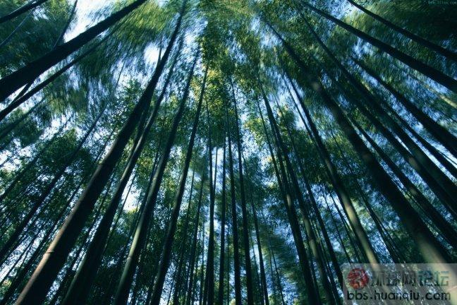 竹韵5.JPG