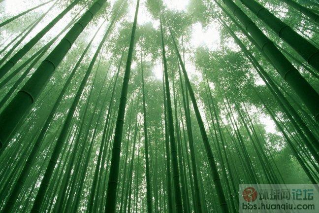 竹韵6.JPG