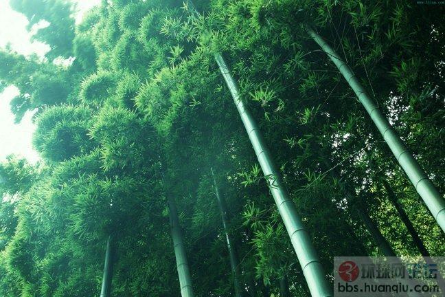 竹韵10.JPG