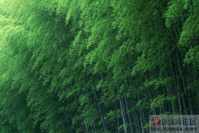 竹韵11.JPG