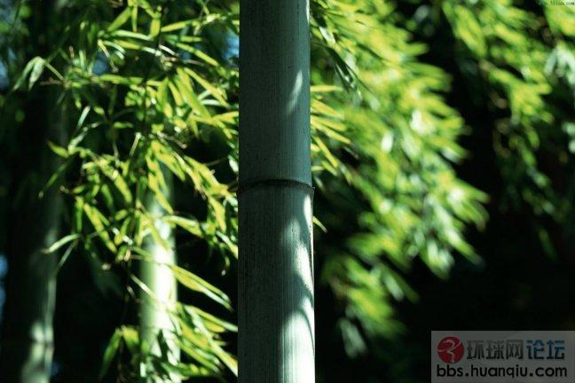 竹韵13.JPG