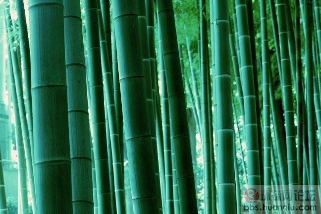竹韵23.JPG
