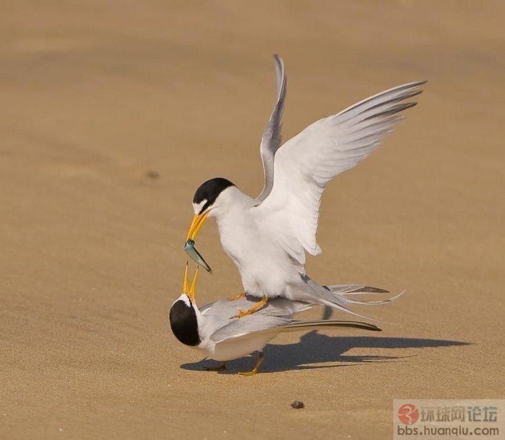 不容易拍到的动物瞬间1.jpg