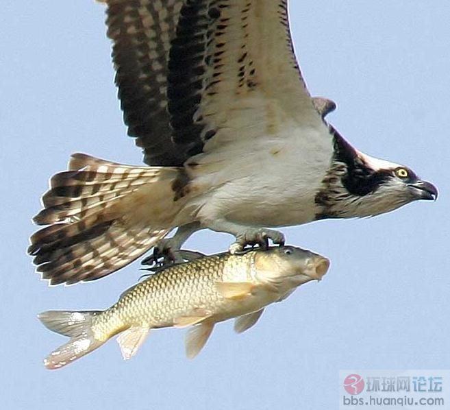 不容易拍到的动物瞬间2.jpg