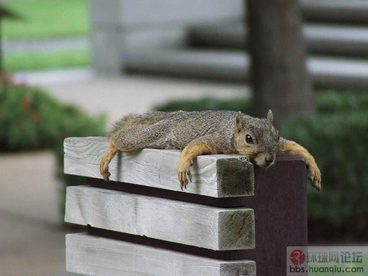 不容易拍到的动物瞬间3.jpg
