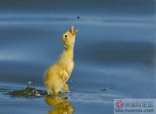 不容易拍到的动物瞬间19.jpg