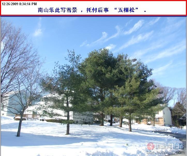 五棵松.jpg