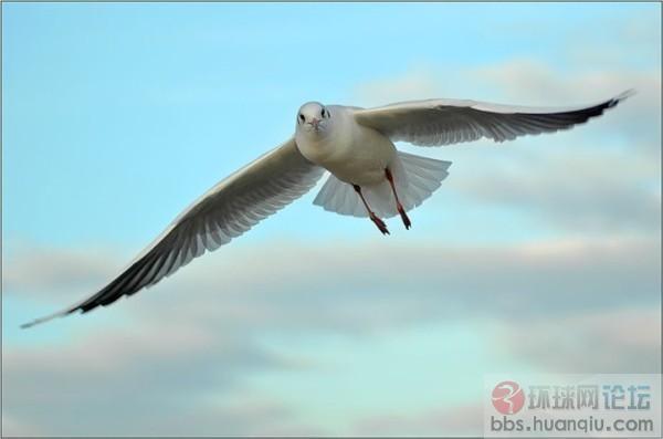 龙的腾飞-3:雄鹰302的故事