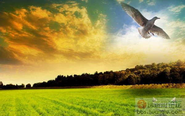 龙的腾飞-3:雄鹰302的故事