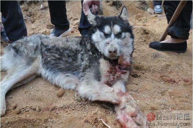 《史记· 驯狼记 》_烟涛居_新浪博客