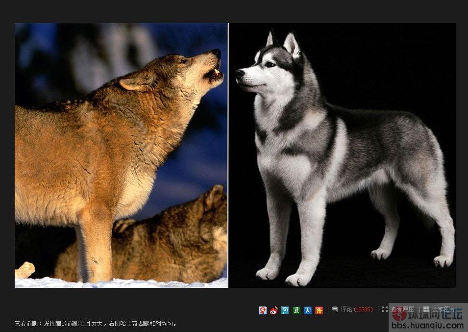 《史记· 驯狼记 》_烟涛居_新浪博客