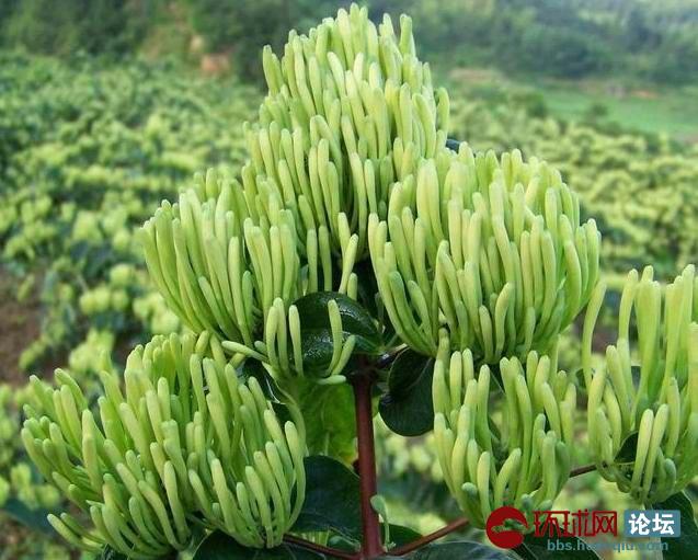 九间棚学习心得体会范文