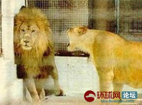 全网第一款改装用的led汽车大灯,有想试一下的么高清图片