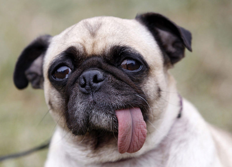 2012世界最丑狗大赛,你们能再丑一点吗?