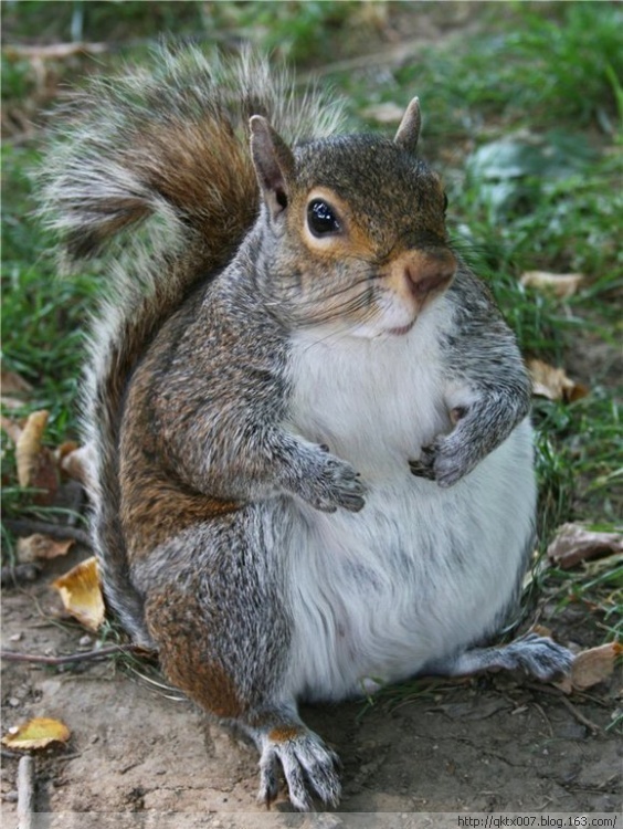 最胖的动物_盘点史上10只最胖的动物 还好意思再胖下去了吗