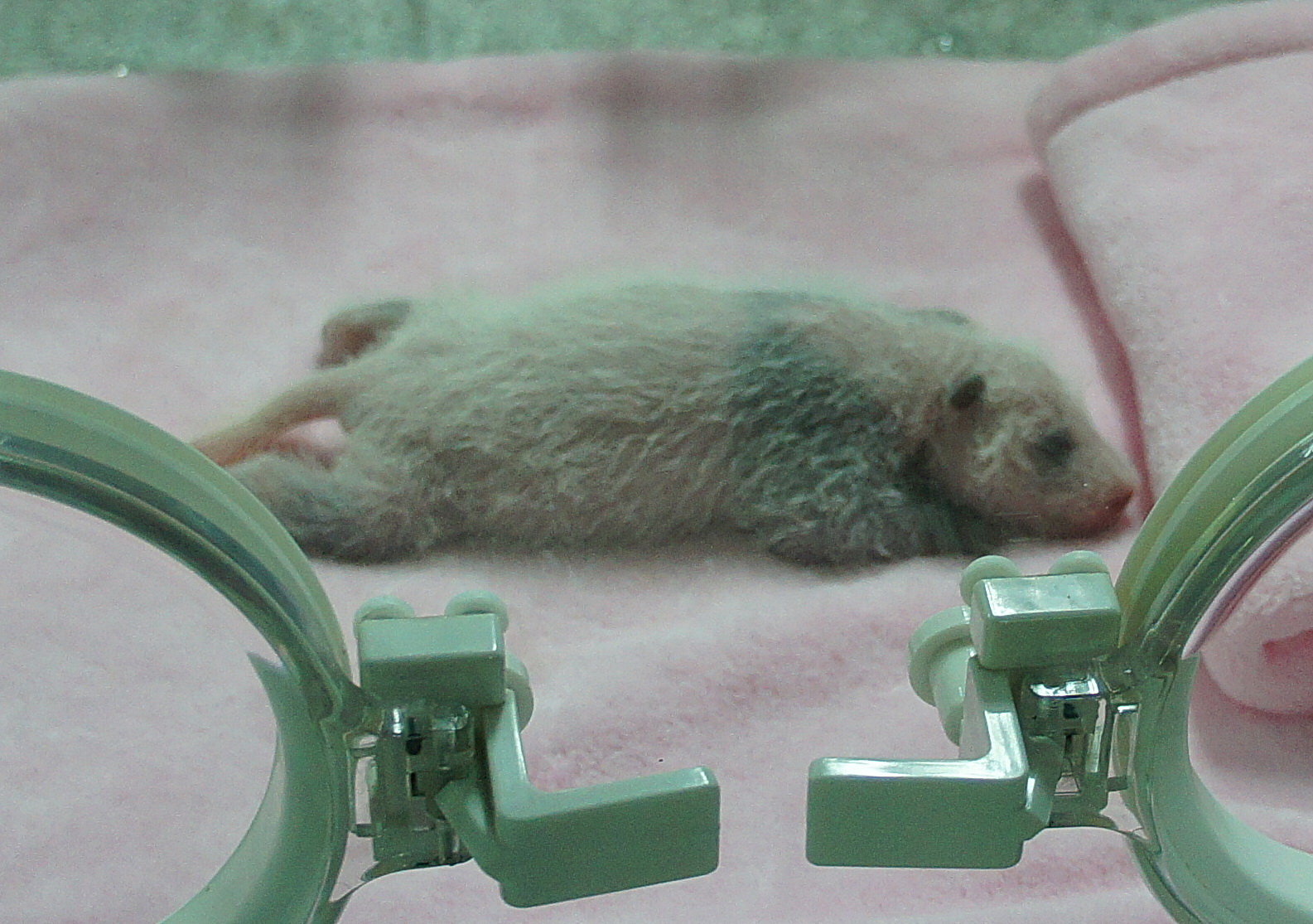 丁刚的镜头(8):8月25日<em>出生</em>的小<em>熊猫</em>_丁刚_环