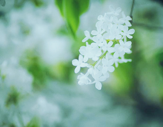 丁香花黄精丁香图片