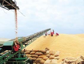 杨禹：秋粮产量和价格总体稳定局面无悬念