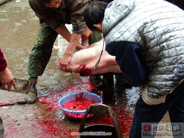 [网络资源] 实拍农村杀猪全过程