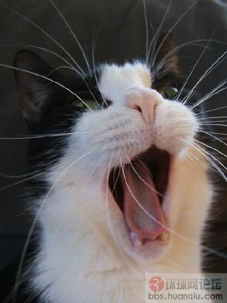 动物们犯困时的表情