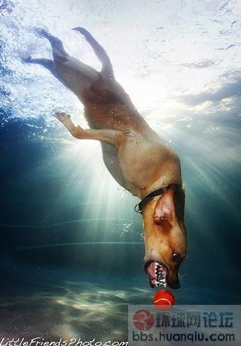 趣味摄影:跳入水中的狗狗们,闪爆眼球 颠覆印象