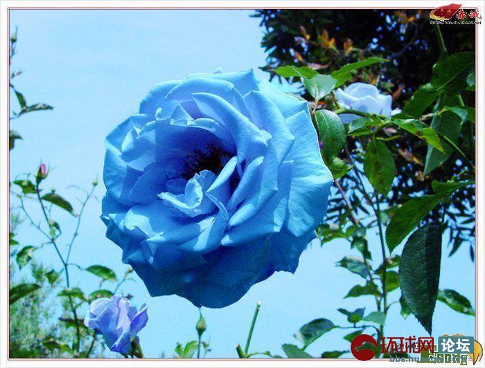 为什么蓝色妖姬会让你如此痴迷