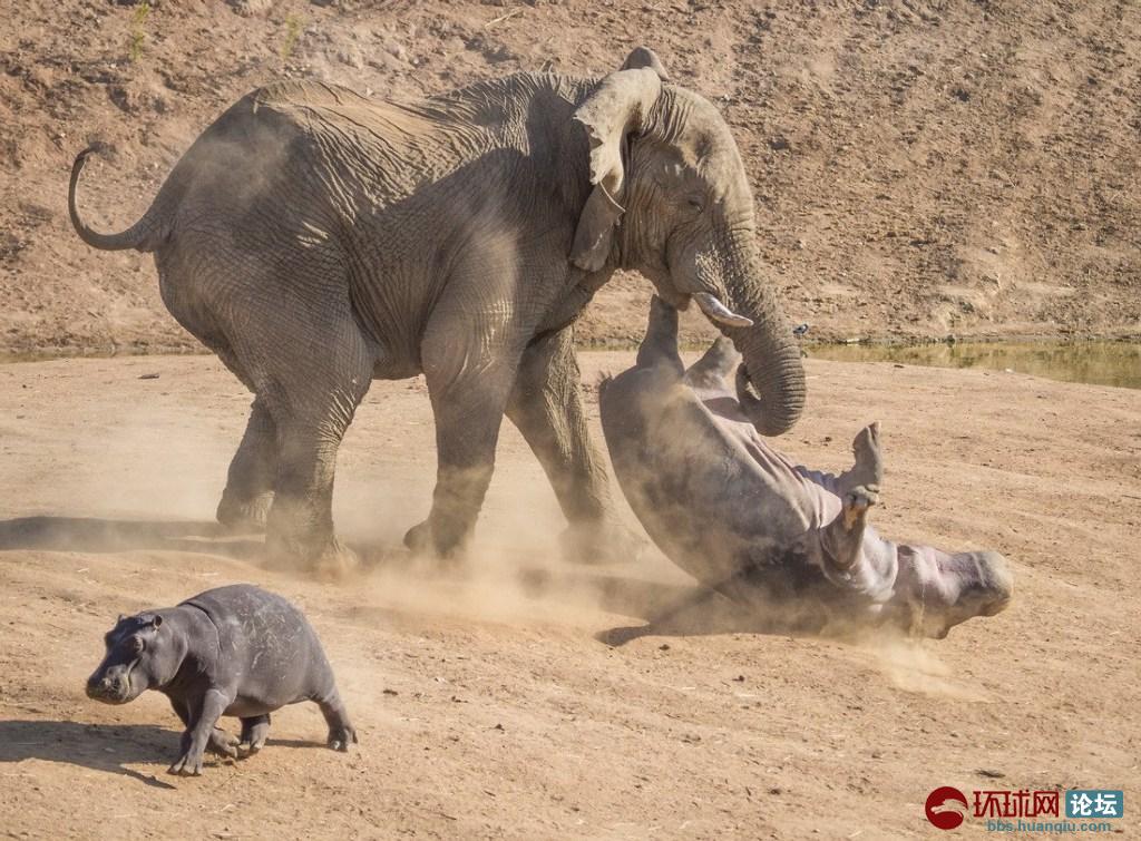 纳米比亚一河马"单挑"大象