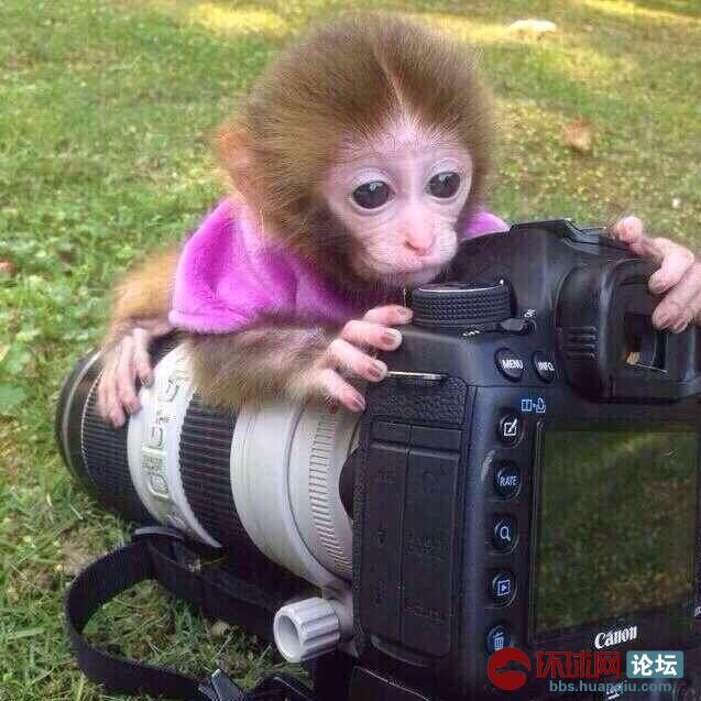 安徽在哪里有买宠物小猴子qq是什么1145204847
