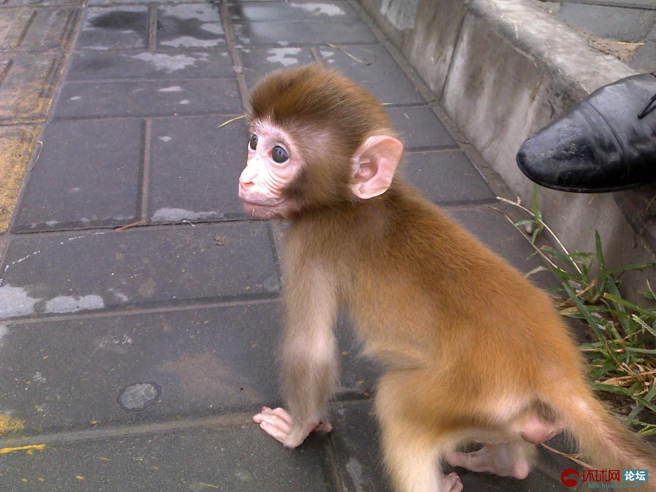 安徽在哪里有买宠物小猴子qq是什么1145204847