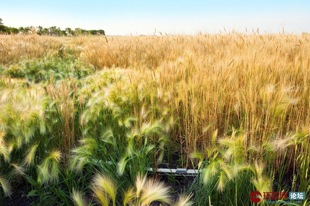摄影师再现"加拿大人号"列车穿越绝美风光大地